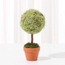 SCANDIAMOSS 室內空氣淨化器 Mini Tree 盆栽薄荷, 1個